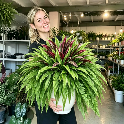 💥Summer Special🔥 UV-Resistant Artificial Fern & Red Dracaena Decorative Plants – Full, Lush  & Fade-Resistant!