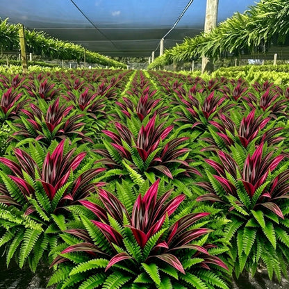 💥Summer Special🔥 UV-Resistant Artificial Fern & Red Dracaena Decorative Plants – Full, Lush  & Fade-Resistant!