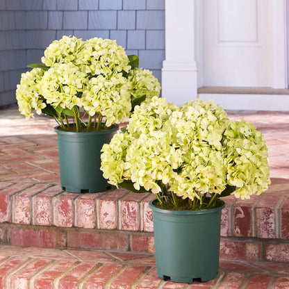 💥Last Day 50% OFF💐Artificial Outdoor Hydrangea Flowers - UV resistant, Waterproof, Windproof